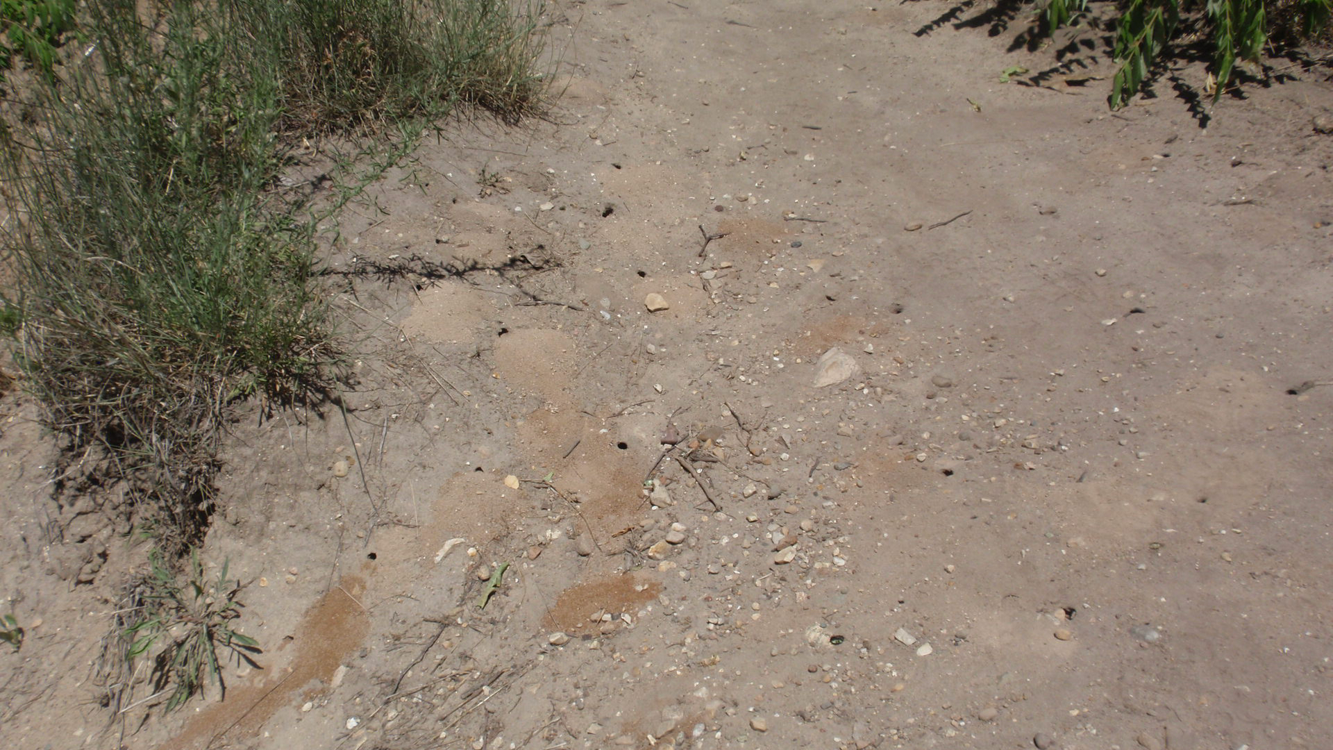 A nesting aggregation of sand wasps